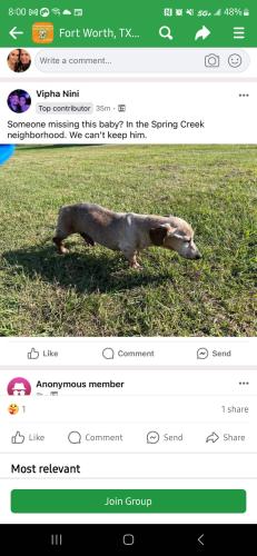 Lost Male Dog last seen Spring Creek Subdivision , Saginaw, TX 76179