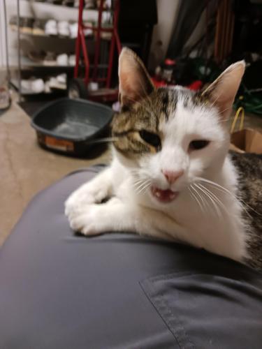Lost Female Cat last seen Near walnut ct florence ky , Florence, KY 41042