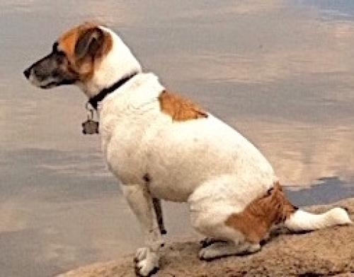 Lost Male Dog last seen almena, Santa Cruz, CA 95062