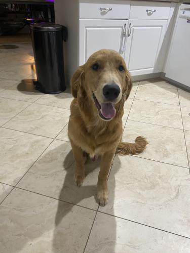 Lost Male Dog last seen Nelson and kismet, Cape Coral, FL 33993