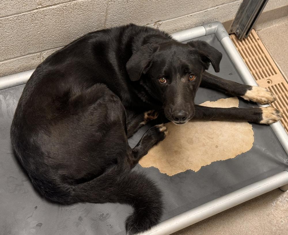 Shelter Stray Male Dog last seen Near S Adams Road, Magna Township, UT, 84044, Salt Lake City, UT 84123