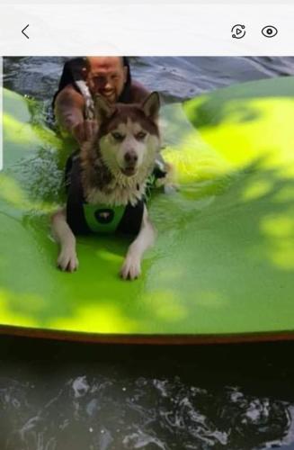 Lost Male Dog last seen Maryville pike, Knoxville, TN 37920