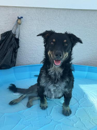 Lost Male Dog last seen 7/11 on Fowler , Fort Myers, FL 33916
