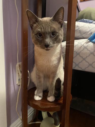 Lost Female Cat last seen Evergreen Ave in Daly City, Daly City, CA 94014