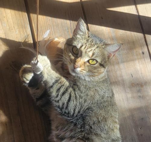 Lost Female Cat last seen Curlew and us19, Clearwater, FL 33761