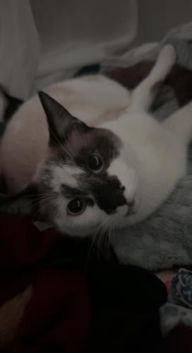 Lost Female Cat last seen eagle dr and 29th st, Del City, OK 73115