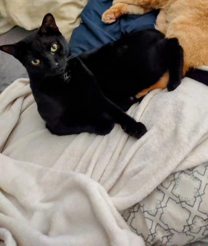 Lost Male Cat last seen Marion Oaks Trail and 73rd Ave Rd , Marion County, FL 34473