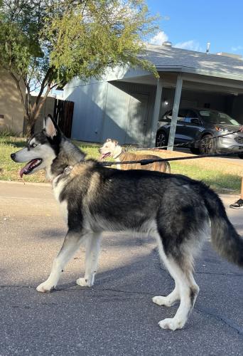 Lost Male Dog last seen Near N 53rd Ave, Phoenix AZ 85035, Phoenix, AZ 85035