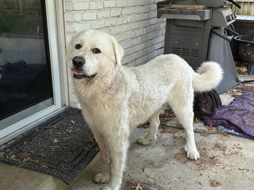Lost Male Dog last seen 71st and Lewis, Tulsa, OK 74133