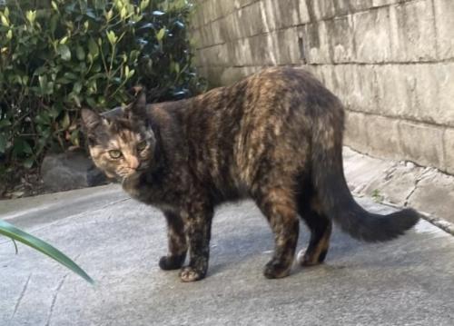 Lost Female Cat last seen Nigel & Alisha , Laguna Niguel, CA 92677