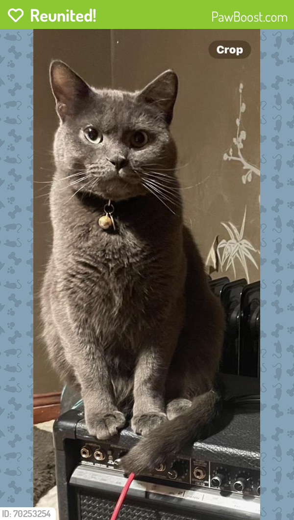 Reunited Male Cat last seen Eustis and Chilcombe Ave., Saint Paul, MN 55108