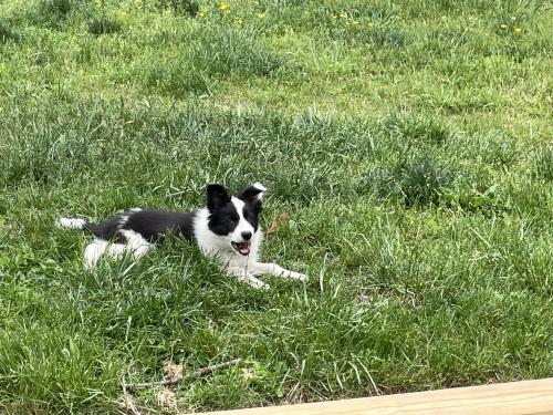 Lost Female Dog last seen Route 29 in Delray area. , Augusta, WV 26704