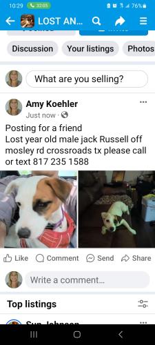 Lost Male Dog last seen Mosley rd, Aubrey, TX 76227