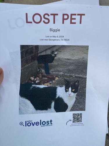 Lost Male Cat last seen could be in hutto pflugerville or georgetown area, Pflugerville, TX 78660