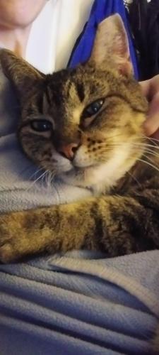 Lost Female Cat last seen King donut on state & 17th, Salem, OR 97301