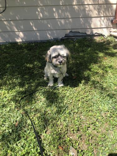 Lost Male Dog last seen Reid street , Houston, TX 77026