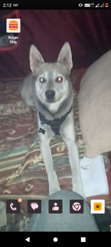 Lost Male Dog last seen 22nd and Harrison , Tucson, AZ 85748