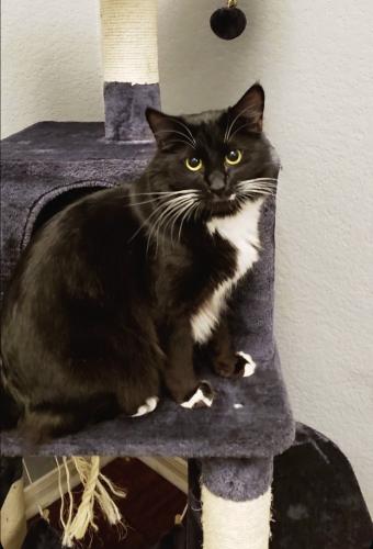 Lost Male Cat last seen Appian Way and Chestnut Creek , Pearland, TX 77584