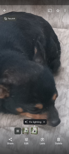Lost Male Dog last seen Graggland Circle b, Memphis, TN 38108