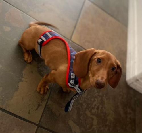 Lost Male Dog last seen Imperial Highway & Avalon Boulevard , Los Angeles, CA 90061
