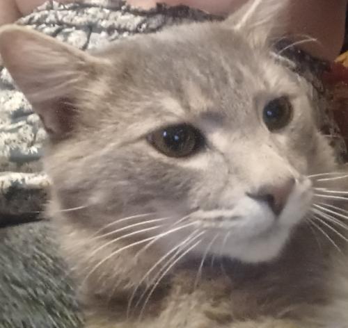 Lost Male Cat last seen Wallace wood and Seigeview , Gainesville, GA 30506