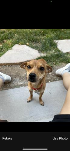 Lost Female Dog last seen jones and peak, Las Vegas, NV 89108