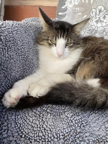 Lost Male Cat last seen 20th and irving near hallack park, Denver, CO 80204
