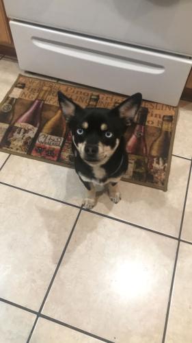 Lost Male Dog last seen Ten mile and pine ave, Meridian, ID 83642