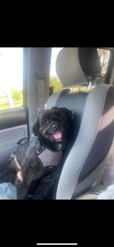 Lost Male Dog last seen Intersection of Combie and magnolia near sunrise cafe, Auburn, CA 95602