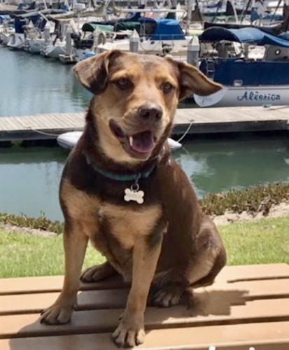 Lost Female Dog last seen Johnson Rd South of Ave K Lake Hughes, ca, Los Angeles County, CA 93532
