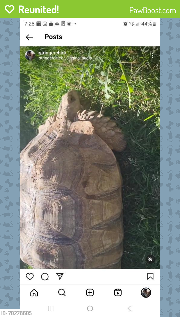Reunited Female Reptile last seen Superior Blvd and Ironwood, Apache Junction, AZ 85120