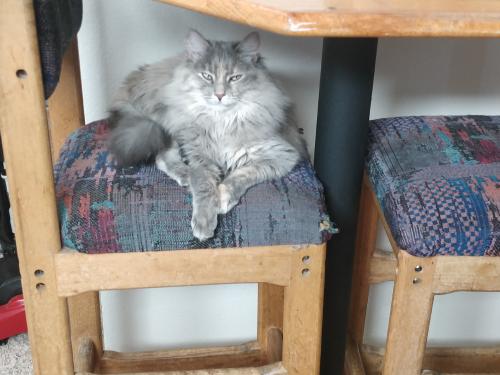 Lost Male Cat last seen Taylor ranch and hmstd , Albuquerque, NM 87120