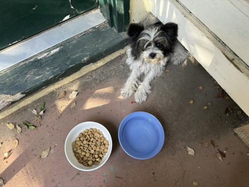 Found/Stray Male Dog last seen East Portal Park, Sacramento, CA 95819