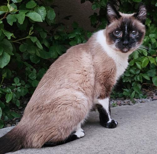 Lost Female Cat last seen Near Western Hemisphere Park, Albuquerque, NM 87120