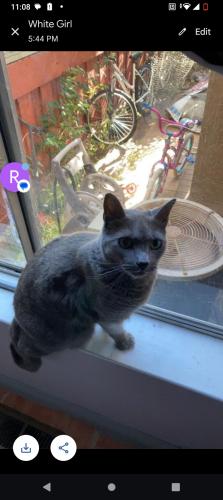 Lost Female Cat last seen Edenvale, San Jose, CA 95111