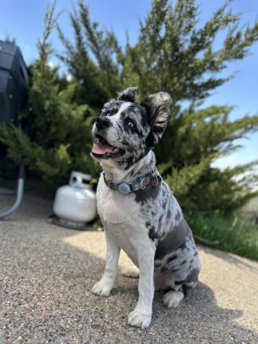 Lost Male Dog last seen S. County Rd. 23 and County Rd. 6, Berthoud, CO 80513