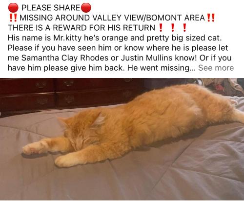 Lost Male Cat last seen Bomont wv , Clay County, WV 25045