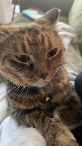Lost Female Cat last seen Robins ln and commercial by courtclub in south salem, Salem, OR 97306