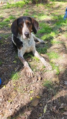 Lost Male Dog last seen State st., High Point, NC 27262