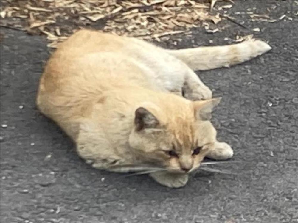 Shelter Stray Male Cat last seen Near BLOCK HUMBOLT ST, LOS ALAMITOS, CA 90720, Los Alamitos, CA 90720