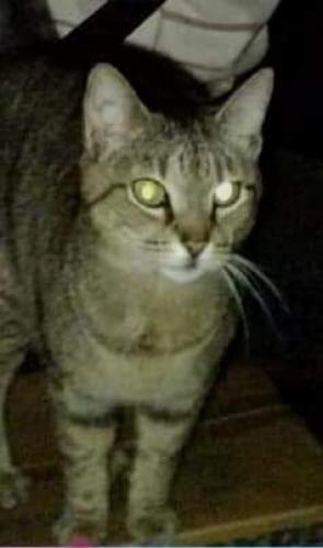Lost Female Cat last seen Sunny side area, Griffin, GA 30223