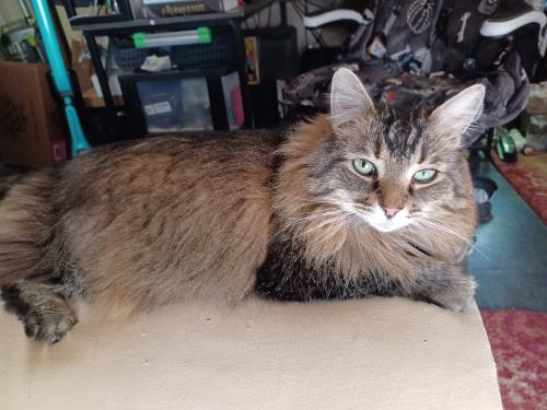 Lost Male Cat last seen Wilson rd and Burbank dr, Iva, SC 29655