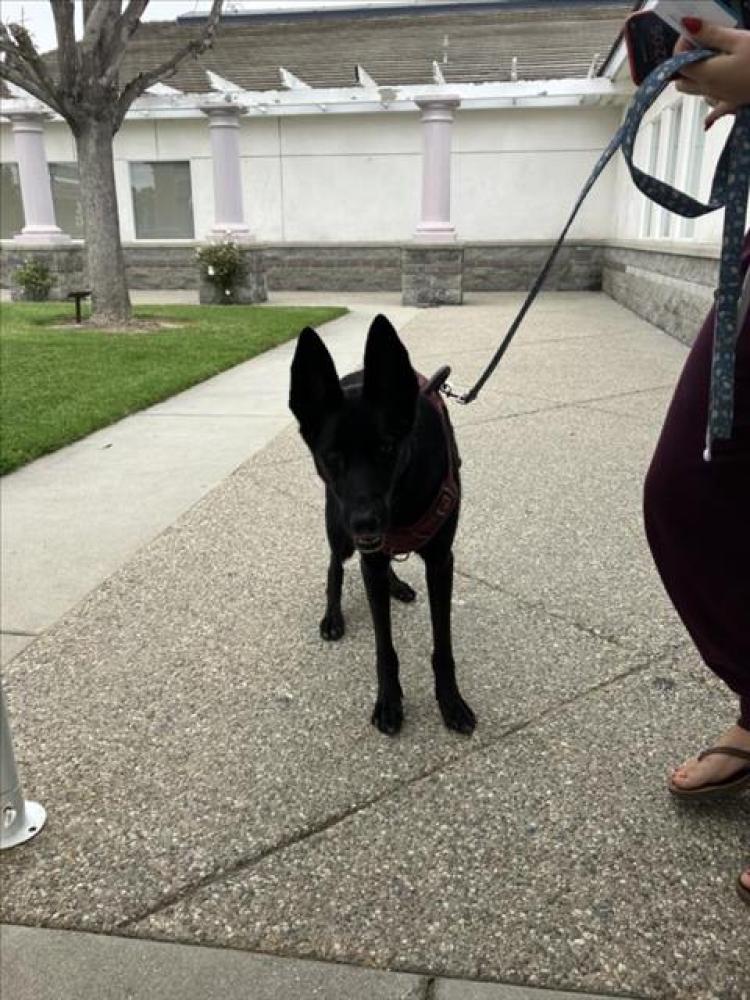 Shelter Stray Female Dog last seen Near BLK PASADENA AVE LONG BEACH CA 90805, Long Beach, CA 90815