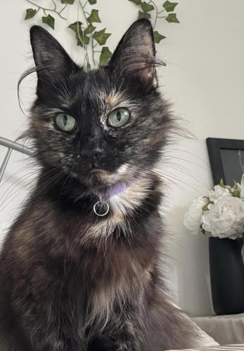 Lost Female Cat last seen Velour Close Salford , Greater Manchester, England M3 6AP