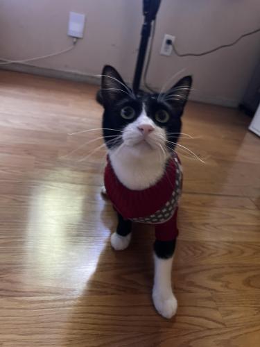 Lost Male Cat last seen Near Carlyle St, Los Angeles, CA 90065