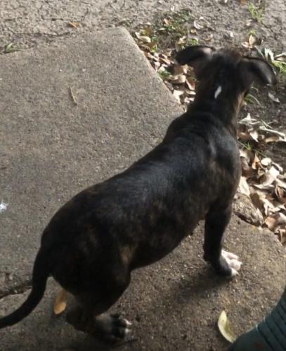 Lost Male Dog last seen was told he was last seen around el rancho supermarket, Dallas, TX 75217