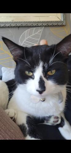 Lost Male Cat last seen Toby carvery area , West Sussex, England RH11 7UN