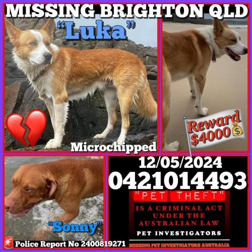 Lost Male Dog last seen Brighton State School , Brighton, QLD 4017