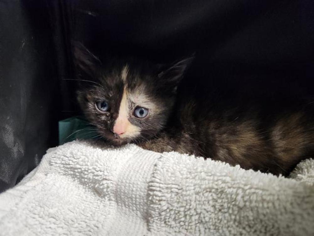 Shelter Stray Female Cat last seen Near BLOCK 17TH ST, BAKERSFIELD CA 93301, Bakersfield, CA 93308