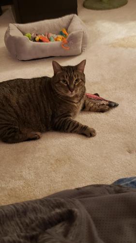 Lost Male Cat last seen Memorial Highway & Main Street, Oley, Ruscombmanor Township, PA 19522